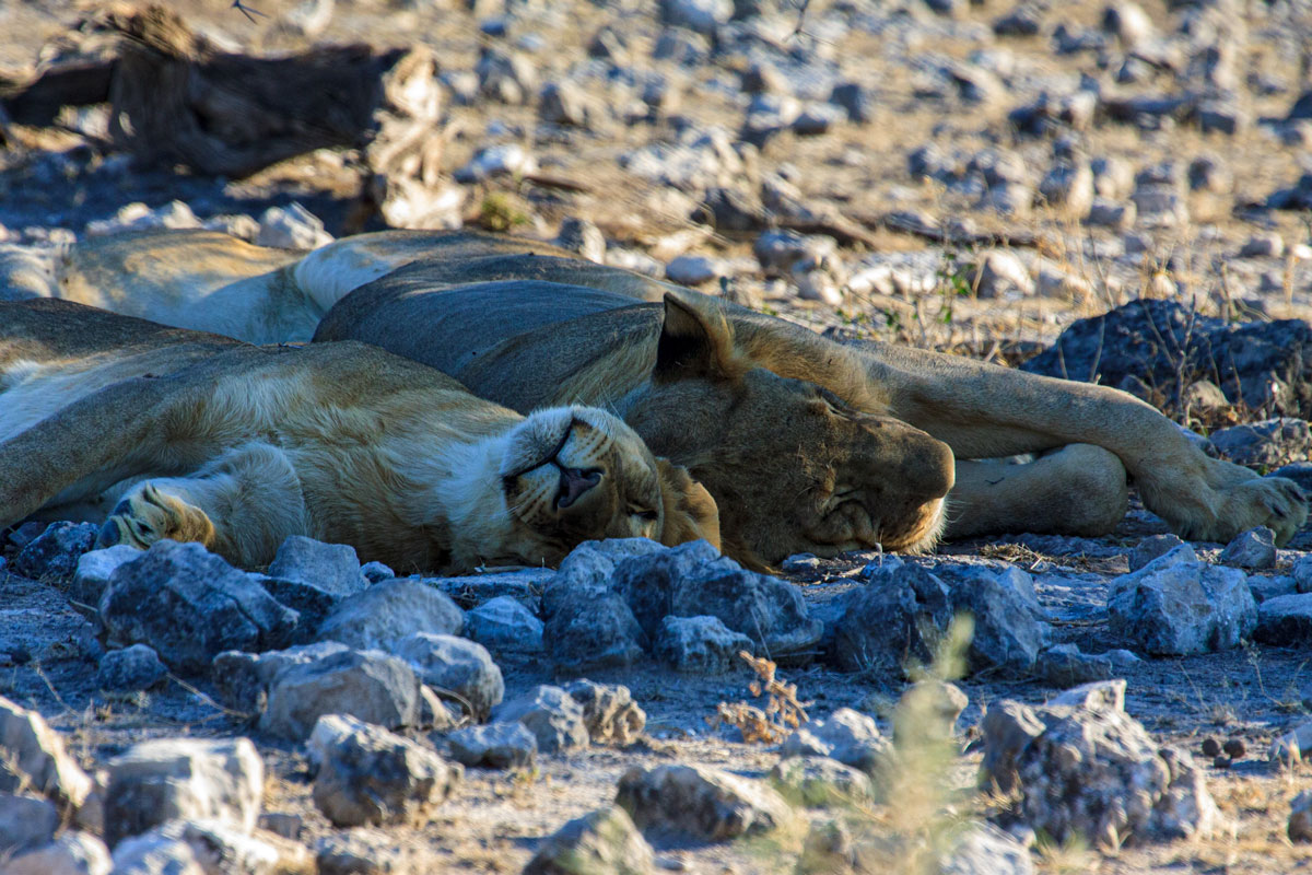 Artikelbild Namibia